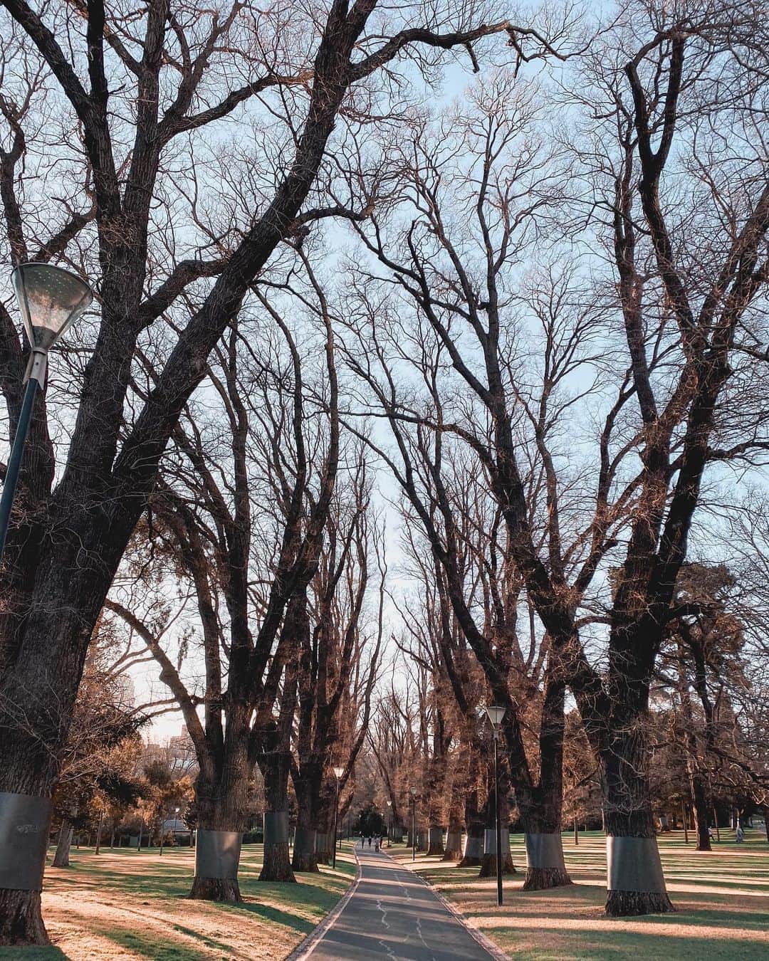 アン・カーティスのインスタグラム：「“What did the tree learn from the earth to be able to talk with the sky?” - Pablo Neruda」