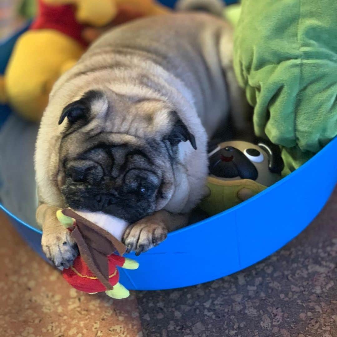 gontaのインスタグラム：「Japan time Wednesday 18:00.  There is 31° outside.  I can't go for a walk because it's hot, I'm chewing on a toy and sleeping.#keelyafternoontea #Gonta2#speakpug #smilingpugs #pugjapan #pug #love #pugsofinstagram #zerozeropug #worldofpug」