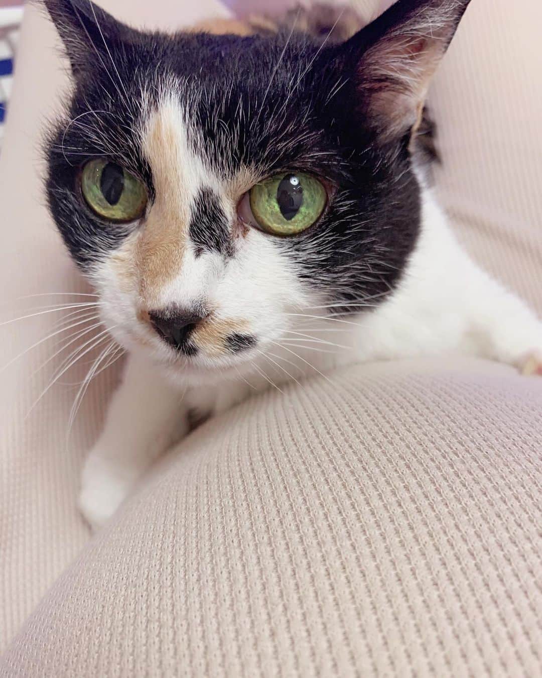 水野佑香さんのインスタグラム写真 - (水野佑香Instagram)「・﻿ ・﻿ 🐈タイム❤️﻿ ﻿ 「お腹の上に乗っちゃダメだよ〜」﻿ ﻿ と言って退かされても、﻿ しがみつく甘えん坊のぴーさんが﻿ かわいくてパシャッ📷　﻿ ﻿ ﻿ それにしてもお腹がぽっこり🤰﻿ ﻿ そろそろ小玉スイカ🍉くらいに﻿ なってきたかな〜？つきちゃん✨﻿ ﻿ ﻿ #ねこ #ねこすたぐらむ #ねこのいる暮らし ﻿ #妊婦あるある #ぷんにーらいふ #妊娠中期 #マタニティライフ #水野祐香 #youtuber #model #editor #ワーキングママ #ママ  #プレママ  #アラフォーモデル #マタニティ #妊娠  #40歳 #加齢に負けず華麗に生きる #얼스타그램 #찍스타그램 #셀카  #셀프 ﻿ ﻿」8月19日 17時58分 - mizuno_yuka