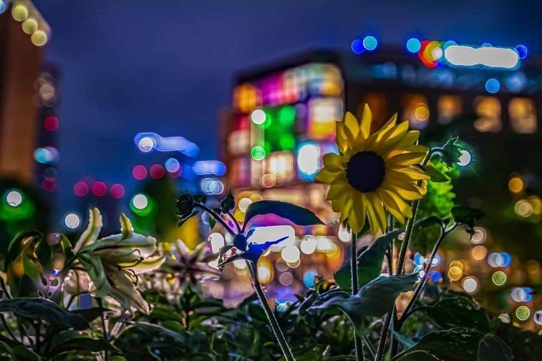 のインスタグラム：「The city really is a garden of colors 🌻﻿ Photo: @tooooru_night_photography﻿ #myyokohama ﻿ ﻿ #yokohama #darlingescapes #beautifuldestinations #artofvisuals #somewheremagazine #discoverglobe #travelawesome #passionpassport #lovejapan #explorejapan #japanlife #japanfocus #japan_vacations #japanrevealed #よこはま #ヨコハマ #横浜」