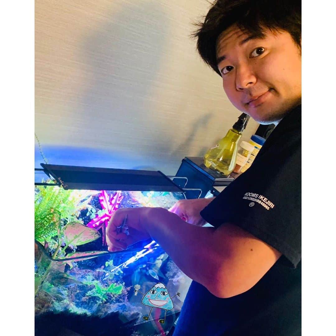 フジテレビアナウンサーのインスタグラム：「三田ちゃんからまさかのバトンが。 ダイエットは継続して頑張ってますよ！ 今度腹筋を見せてあげましょう。 5年待ってて下さい。  さて、無趣味なので披露できることが少ないのですが、、、 我が家には水槽が4つあります。 ・淡水熱帯魚水槽 ・メダカ水槽 ・テラリウム水槽 ・苔テラリウム水槽 水槽のメンテナンスをしている時の心の落ち着きは何事にも変えがたいのです。 そのうち海水熱帯魚水槽を始めてコンゴウフグを飼いたいと思っておりますが、これ以上水槽を置くスペースがありません。無念。  僕の話はこんなところで、 バトンは後輩の井上さんに渡します！ 全然仕事での絡みがない後輩の1人なのでパーソナルな部分をなーんにも知りませんが、仕事はめちゃできるとの評判をよく耳にします。 井上さん、休みの日とか何してるの？？ そもそも、井上って呼んでたっけ？井上さんだっけ？井上様？ああ、ゲシュタルト崩壊。。 次、よろしくね！  #フジテレビアナウンサー #谷岡慎一 #フジアナむすび」
