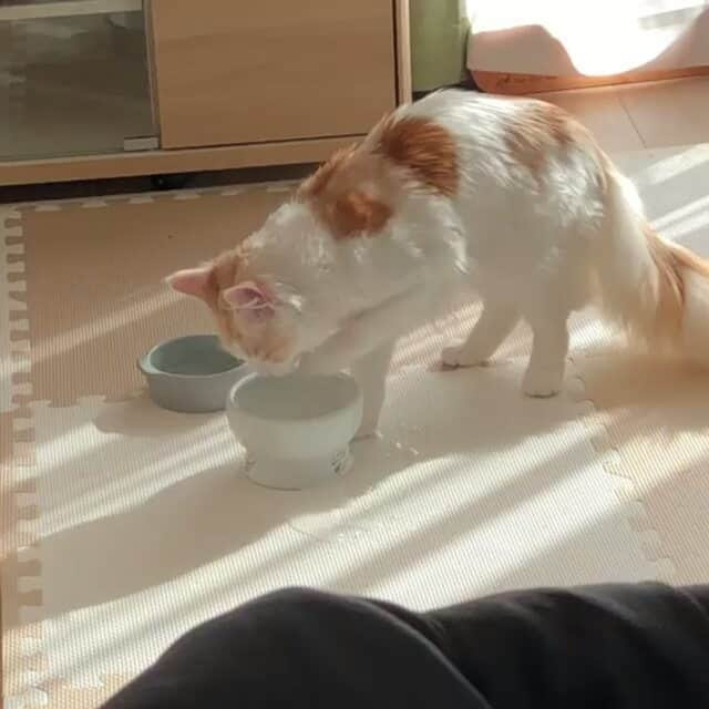 猫壱（ねこいち•ネコイチ）のインスタグラム