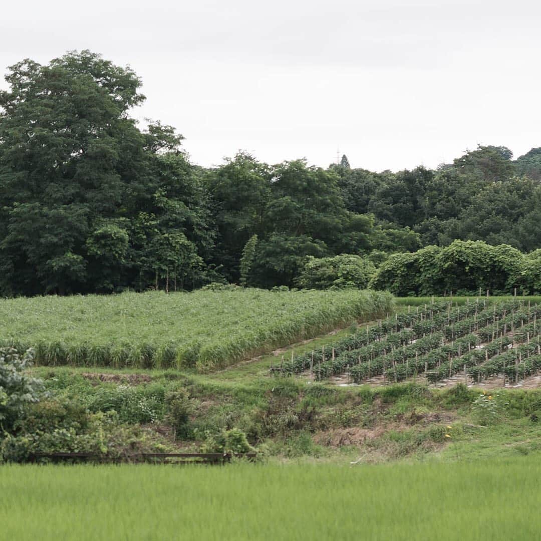 ヒラハルのグルメインスタ