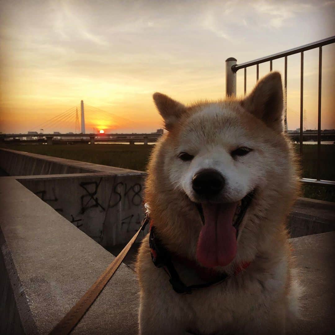 伊東先生さんのインスタグラム写真 - (伊東先生Instagram)「最高のサンセットにちっとも興味を示さな犬  #おさんぽ #多摩川 #柴犬 #sunset #夕陽 #夕焼け」8月19日 18時35分 - itou.t