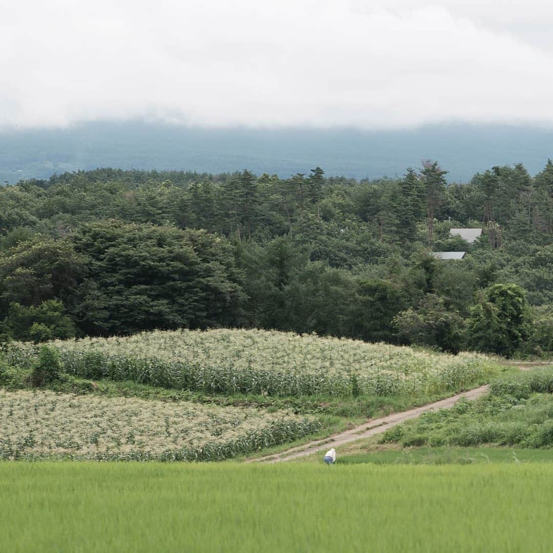 ヒラハルのグルメインスタ