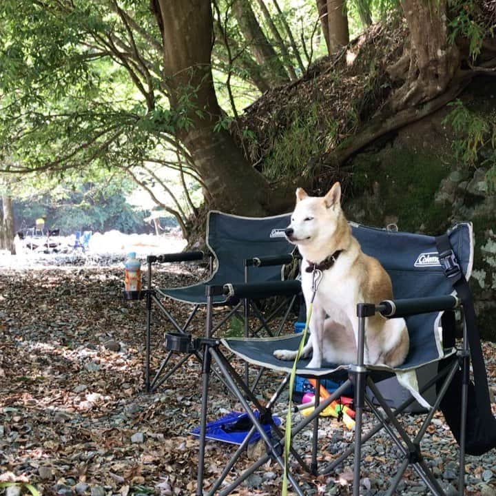 柴犬リリコのインスタグラム