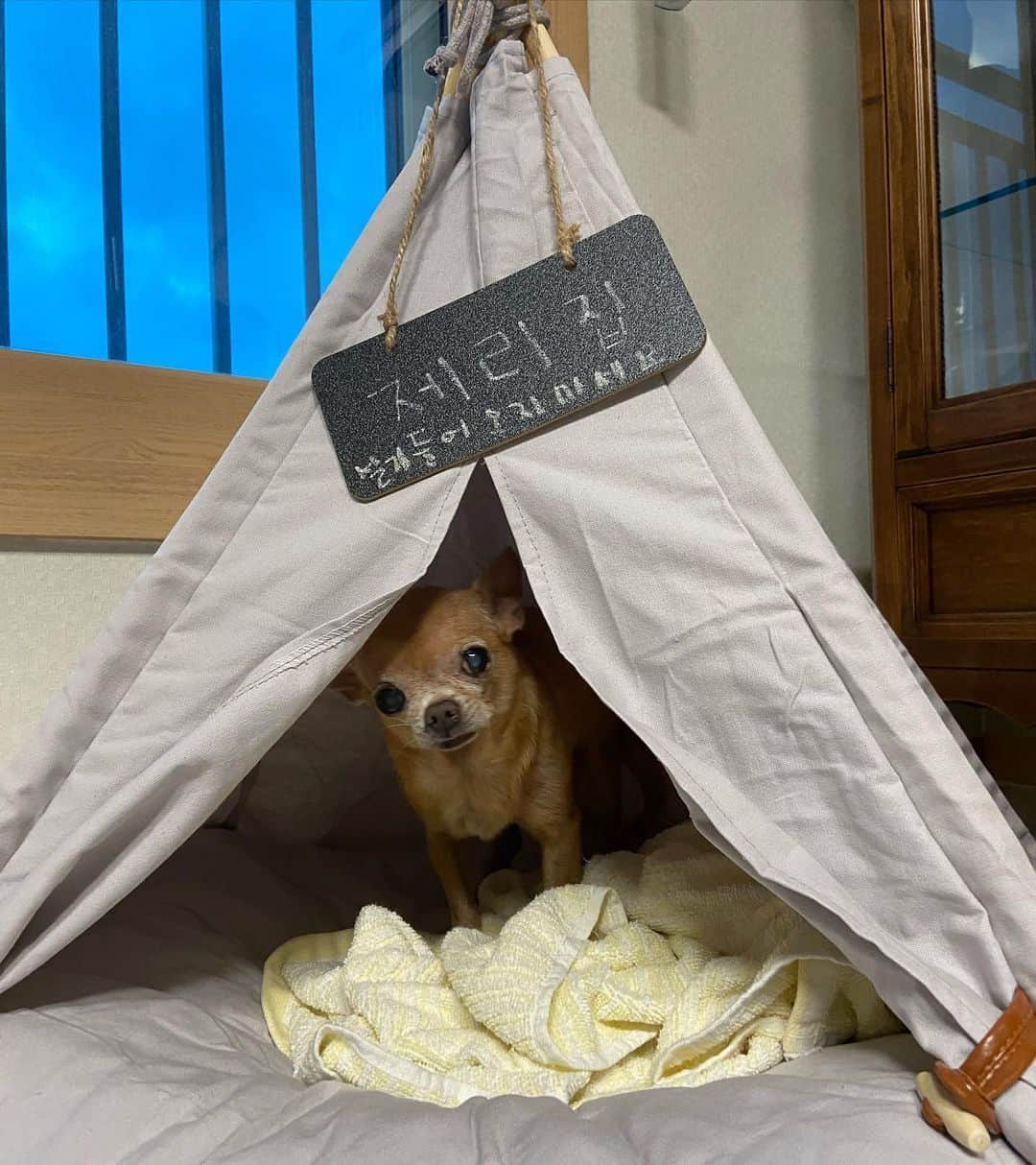 奥菜恵のインスタグラム：「새집사서 행복한 제리🐕나는 언제 내집 생기냐?😭#happychihuahua🐶 #dogstagram #newhousefordog 🏡」