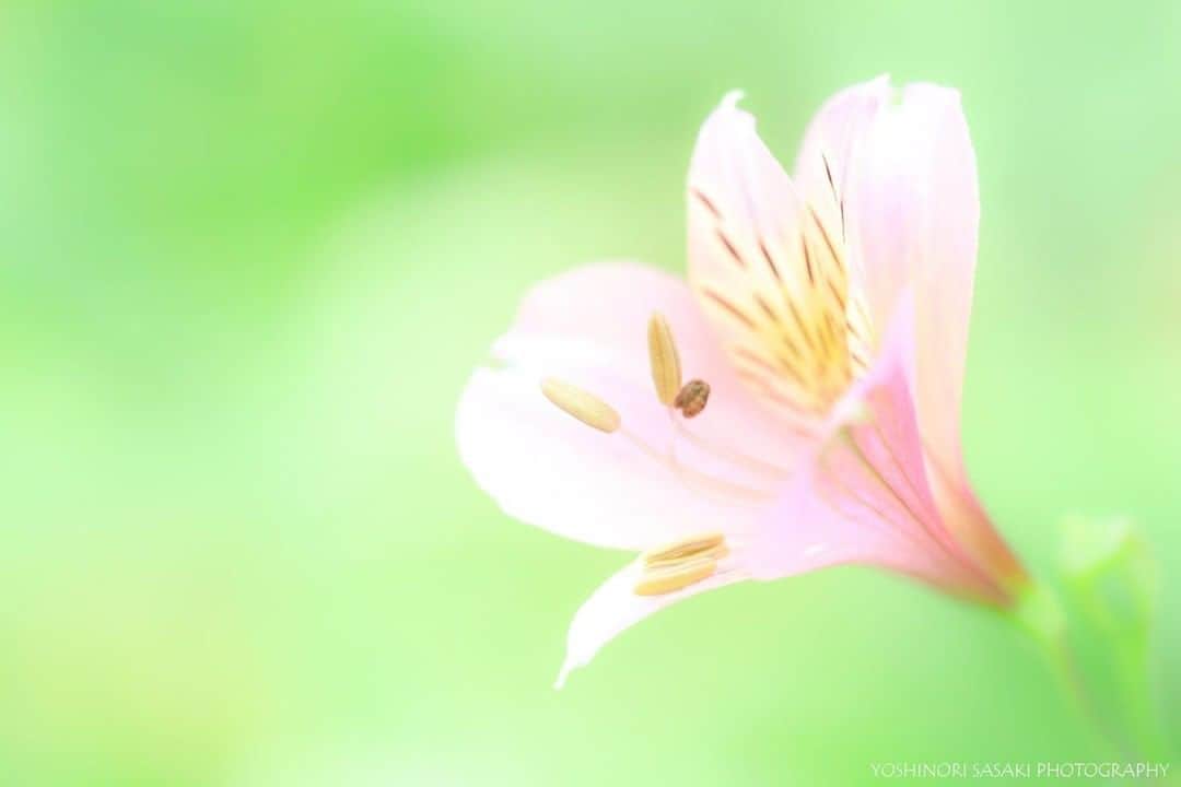 花の写真館のインスタグラム：「Photo by 佐々木 毅紀.⠀ .⠀ Original Post[投稿いただいたURL]⠀ https://www.facebook.com/photo.php?fbid=2714025368880348⠀ .⠀ 本アカウントは、 #私の花の写真 をつけてInstagramに投稿された皆さまの花の写真や、「花の写真館」Facebookページで投稿された花の写真を紹介します。⠀ 「花の写真館」Facebookページは、「 @floral.photograph 」のプロフィールにあるURLからご覧ください。⠀ .⠀ ※各自、政府、自治体など公的機関の指示に従った行動をお願いします。⠀⠀ 東京カメラ部および分室では、写真を「見る楽しみ」を提供することを通して、微力ながら皆様にわずかな時間でも癒しをお届けしたいと思っております。⠀ ※本アカウントは東京カメラ部がFacebook、Instagramのサービスを利用して運営しているもので、Facebook社・Instagramとは一切関係ありません。⠀ .⠀ #花の写真館 #floralphotograph #floralphoto #flower #flowers⠀ Follow: @floral.photograph」