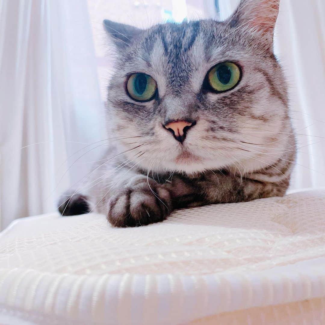 林檎蜜紀さんのインスタグラム写真 - (林檎蜜紀Instagram)「ネコとパイを交互に載せました  #猫 #猫のいる暮らし #猫好き #ニャンスタグラム #cat #catlife #catstagram #catsofinstagram #メイド服  #アズールレーンコスプレ  #シリアスコスプレ #coser」8月19日 19時44分 - ringo_mitsuki