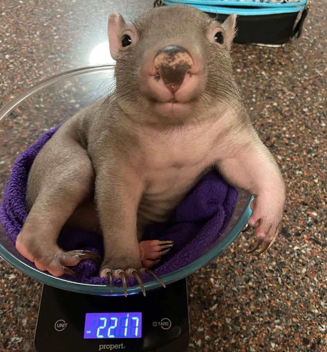 Australiaさんのインスタグラム写真 - (AustraliaInstagram)「Elsie is pretty chuffed about her latest #gains 💪🏼 This adorable #wombat joey is being hand-raised by @heljan09 and @crazy_wombat_lady, two @act_wildlife carers who dedicate their time to the rescue, rehabilitation and release of orphaned @visitcanberra native wildlife. Elsie first came into Helen’s care weighing only 120 grams and has since grown into the thriving, healthy wombat joey pictured above. She still requires around the clock care, however, when she’s older and fully recovered she’ll be released back into the #Canberra wilderness 💕 #seeaustralia #visitcanberra」8月19日 20時00分 - australia