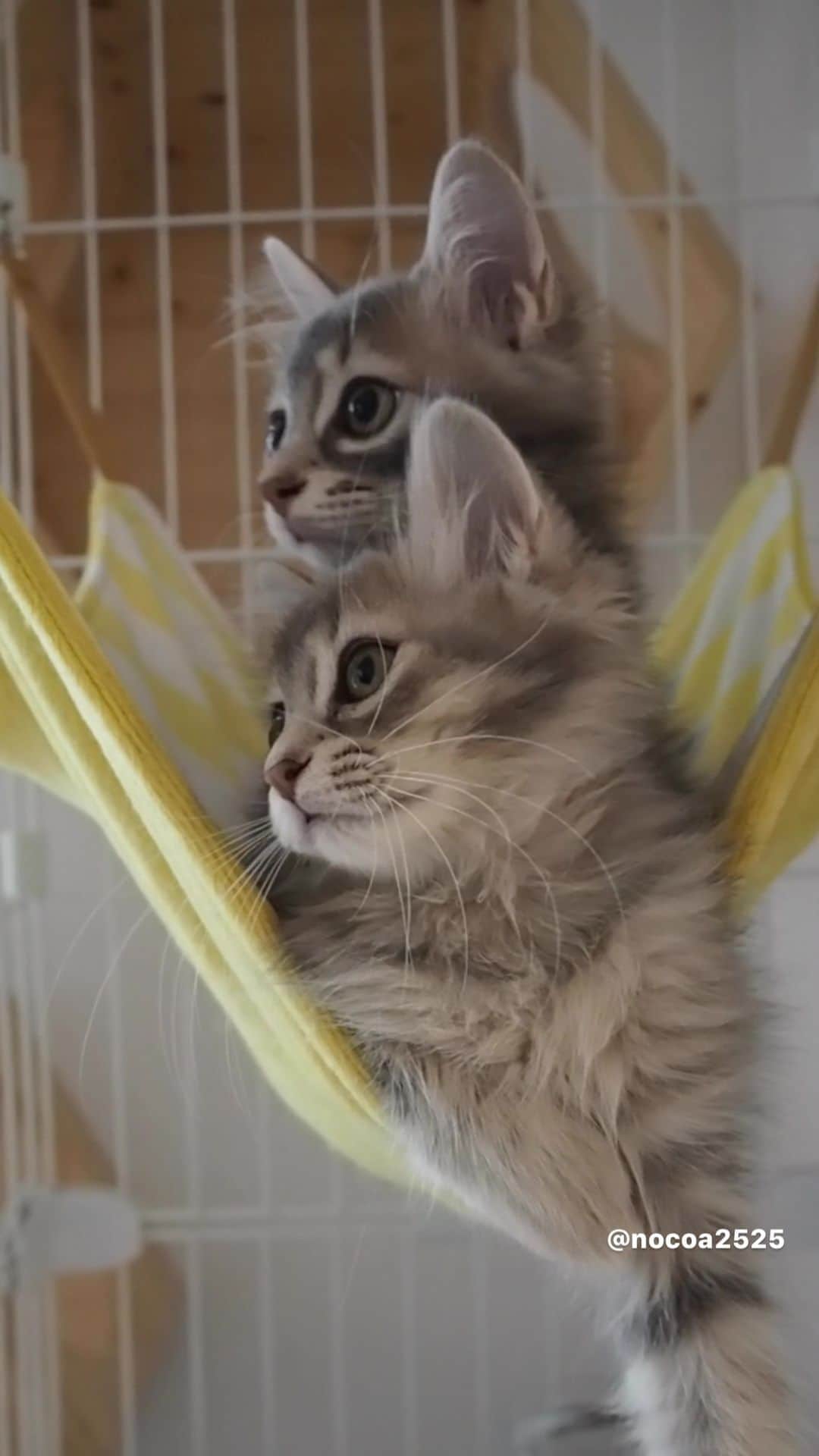 nocoaのインスタグラム：「． つられた人🙋🏻‍♀️ ． ． ロイサラちっさ。 #ロイサラ成長記録  #nocoa動画#catvideo#猫動画」