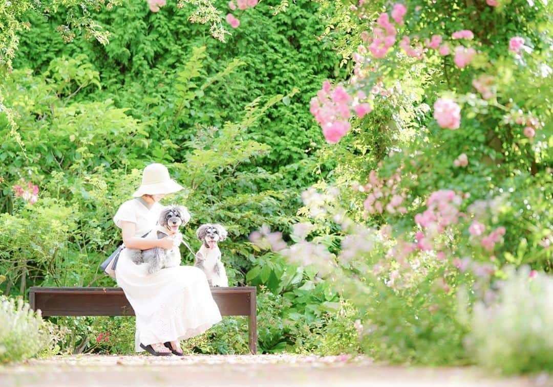 中野区在住のミニシュナのInstagramのグルメインスタ