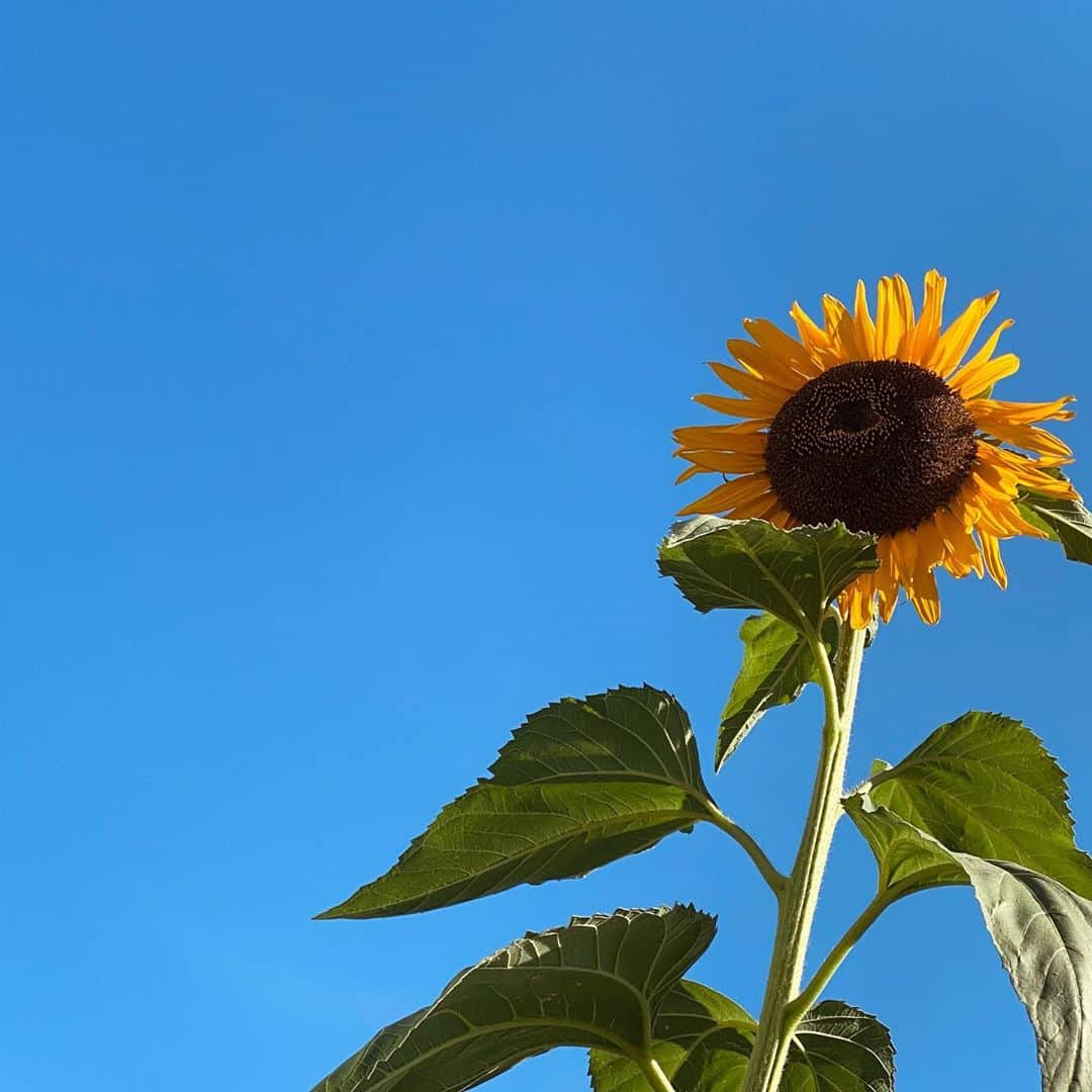 下仮屋カナエのインスタグラム：「蝉は毎日求愛する為に鳴いてると知り 蝉が好きになったきょう☺️💓 愛を叫びながら7日間の命を生きてる って素敵ですね^_^☘️ 今日は立派な向日葵を発見🌻 水をあげてくれる人がいるから こんなに暑い中でも向日葵が 立派に咲いてる🌞 . 🙏🏻 . . #sunflower #japan  #愛を叫び続ける #蝉」