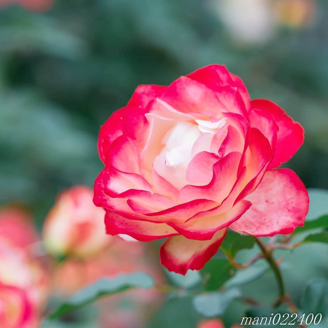 mani022400のインスタグラム：「. 19 Aug. 2020 . . こんばんはー🌸🌺🌹✨ . . location:Chiba camera:a7r3 lens:Sony70200GM . . .  🌺🌺🌺🌷🌷🌷🌹🌹🌹🌸🌸🌸 ご訪問ありがとうございます🙇 . お花以外の写真は サブアカウントにポストしています。 良かったら、覗いてください🙇🙇 ⬇️⬇️⬇️ @mani0224000   . 🌺🌺🌺🌷🌷🌷🌹🌹🌹🌸🌸🌸 . . . バラ  🔷🔷🔷🔷🔷🔷🔷🔷🔷 discoverwithalpha ﻿ japan_ilc﻿  a7rm3 ﻿ sel135f18gm  sel55f18z  #カメラ好きな人と繋がりたい  #flower  #花 #flowers   #写真好きな人と繋がりたい love_bestjapan  serahana #ファインダー越しの私の世界    #healing_roses_  #bns_lite #eclecticshow #explore_floral . #9Vaga_Rose9 9vaga9  9vaga_3flowers9  #floristsandflowers #ip_blossoms_vip  #fabulous_shots ig_flowers #ponyfony_flowers #meiko_roses  meiko_flora_member #myheartinshots #la_flowers #rainbow_petals #top_favourite_flowers  #quintaflower #inspiring_shot #phx_flowers dreaming_in_macro #flower_special_legend  nature_special_legend  #ind_flowers #tv_flowers #best_mmf_vipday  #best_beauty_flora_  9vaga_flowersart9 #ptk_flowers #fleur_noblesse_m  .」