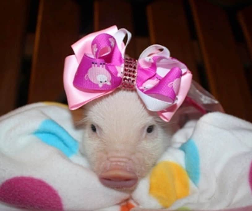 Priscilla and Poppletonさんのインスタグラム写真 - (Priscilla and PoppletonInstagram)「Happy #NationalBowDay! I’m pretty sure I was born wearing a bow! This is baby me wearing my first bow ever. I still have it!🐷🎀#bowsofinstagram #babyprissy #PrissyandPop @oinkoinkminipigs」8月19日 21時07分 - prissy_pig