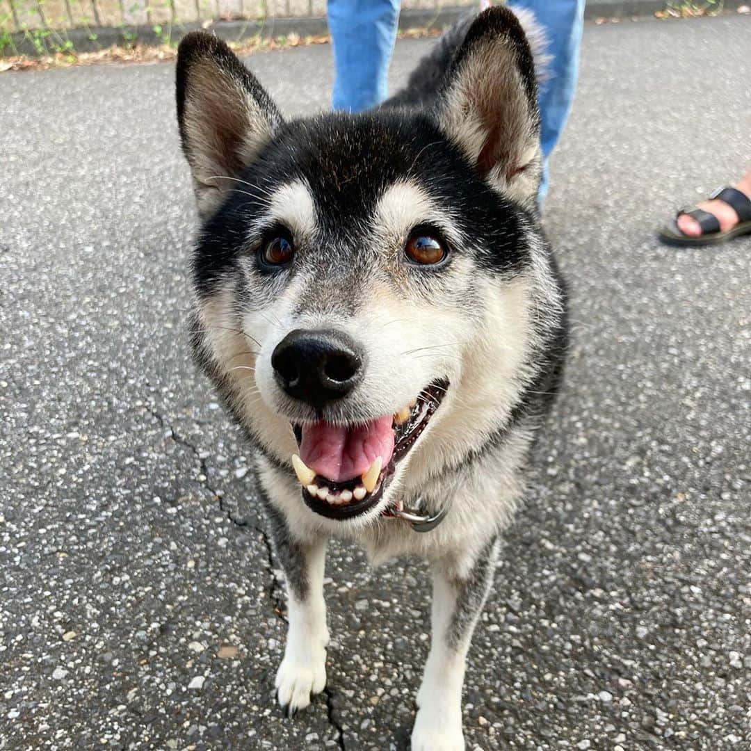 vo_coのインスタグラム：「🐾🐾 うちがこたつというか黒柴を飼う大きなきっかけになったワンコであり、これまで会った中で一番こたつにそっくりな友人宅のルン @runrun_0808  なんと約7年ぶりに会ってきたよ！ 子犬の頃のそっくりさ（8枚目）とは打って変わってだいぶ白くなってた！（お父さんが白柴だからかな？） でも人が大好きな愛くるしさは以前通りで、うちの坊主にも優しく接してくれました！ でも熟女同士の語らいは難しく、ギリギリ近くまで寄れても7枚目くらいの距離感でした😂 こたつより半年お姉さんだからもう9歳！まだまだこれからも元気でいてね！ * #ルンこた #shibastagram #instashiba #shiba #shibainu #黒柴 #柴犬」