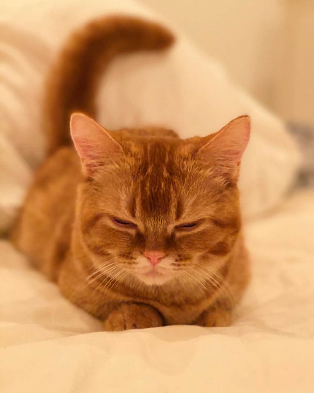のインスタグラム：「よく寝る子❤️ つむぎほうが色的に映えるからつむぎばっかりw でもよく懐いてるのはくもり😊」