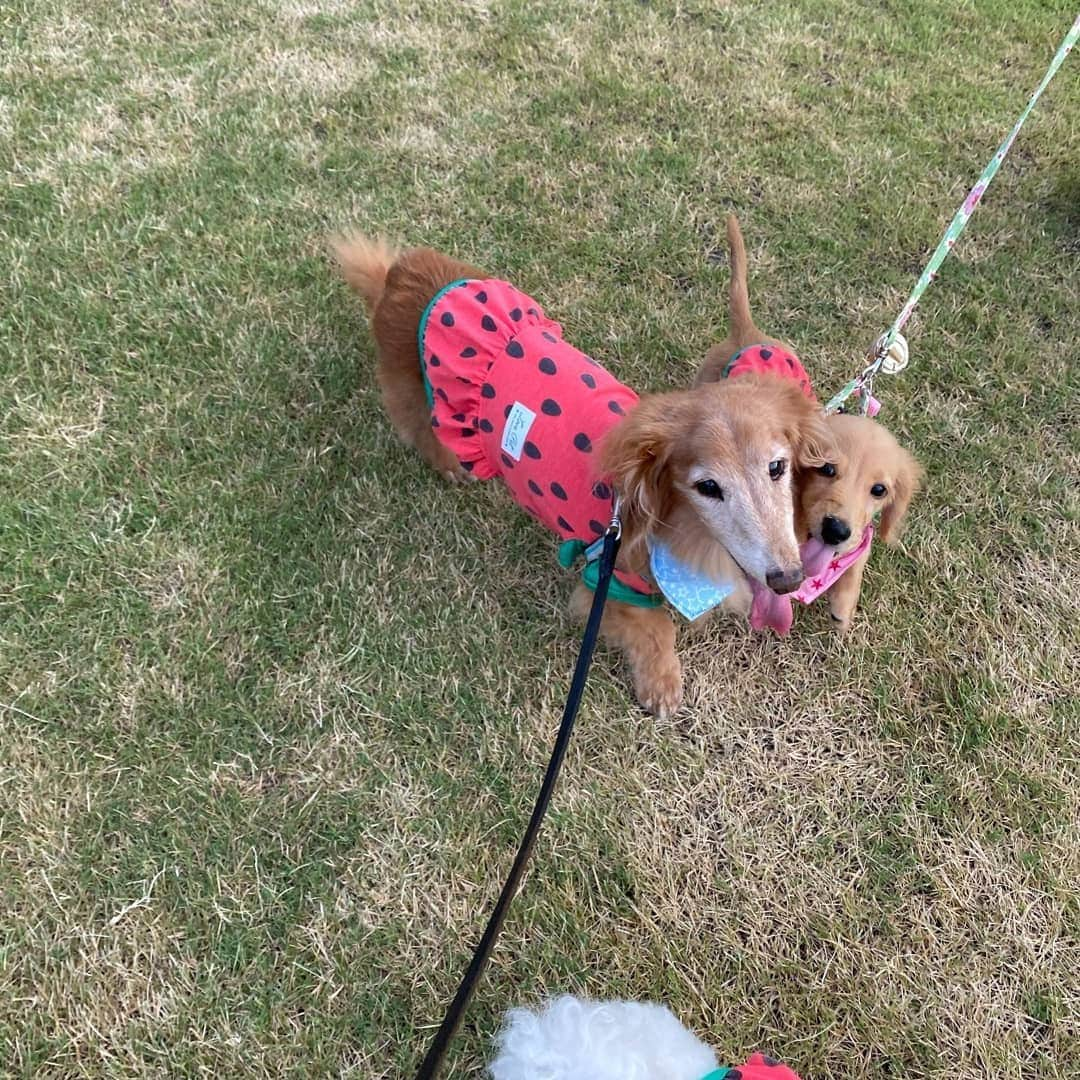 ピックさんのインスタグラム写真 - (ピックInstagram)「今日の、夕方の、お散歩🐶🐶🐶🐶 、 仲良くスイカコーデ🍉🍉 、 ピックのマブダチ、リーチが、大好きなピクは、ジェイくん、エルくんには、全く興味なし‼️一目散に❗リーチの元に飛び込むピクは、好き好きが、止まらん🐾😘🐾😘🐾😘🐾😘 、 お散歩に、ならんよ(笑) 、 自宅に到着するなり、開けてビックリ玉手箱だわ(笑)🐶👀🙈🤣 、 @dogfood_kobo 様から頂いた、フードを持っていき、みんなでモグモグモグモグ食べたよ🐶🐶🐶🐶 、 今日は、ジェイに、ガルルル💦 やられたけど、歯がないからねー😁 心配はしてなかった😁 、 たまには、怪我しない程度に学びなさい❗ 、 #お散歩 #公園 #パピー #パピー犬  #トイプードル #dog #doglove #dogstagram #instadog #todayswanko #inulog #instagram #インスタグラム #短足部 #coolangel #doglife #犬の居る暮らし #犬 #だいすき #ミニチュアダックス #ミニチュアダックスフンド #ダックス #シニア犬 #15歳9ヶ月🌈 #ピック #モデル犬 #イケワン #わんわん小学校」8月19日 21時21分 - pick09040904