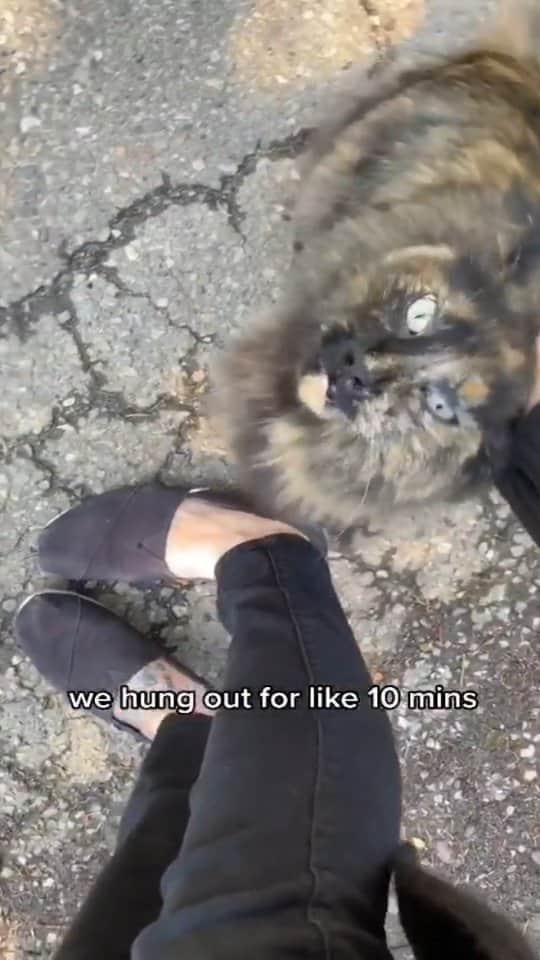 Pleasant Catsのインスタグラム：「He loves you🥺❤  From wtfcoco - on tiktok  • • • • #pleasantcats #cat #cats #kitten #kittens #kitty #gato #neko #meow #cute #fluffy #adorable #pet #pets #animal #animals #instacat #instapet #catsofinstagram #petsofinstagram #catstagram #petstagram #ilovemycat #weeklyfluff #catoftheday #catlover #adoptdontshop  #고양이 #ねこ  #猫」