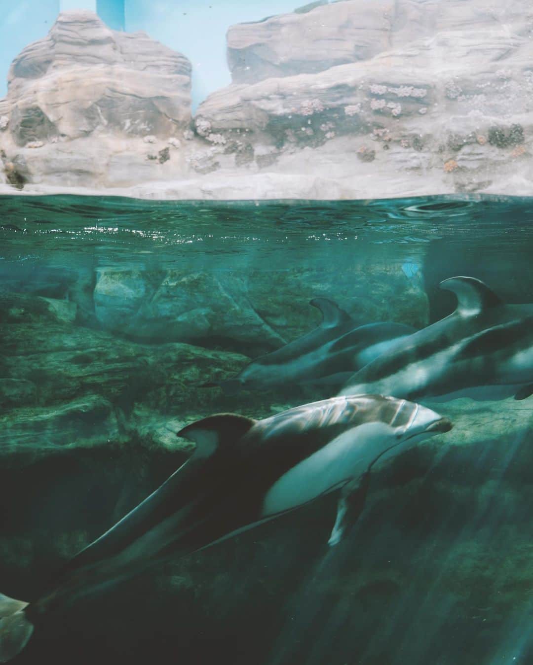 shinichi38のインスタグラム：「﻿ ﻿ Water surface 🐬﻿」
