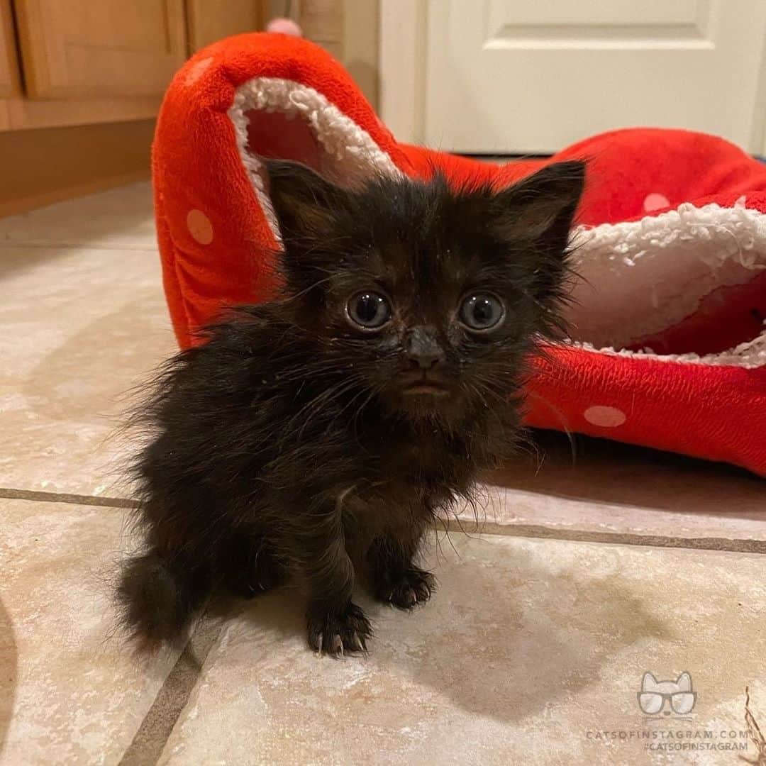 Cats of Instagramさんのインスタグラム写真 - (Cats of InstagramInstagram)「From @bottlebabyfosters: “My little mini void girl, Indigo, is such an adorably awkward kitten. She’s the absolute slowest eater ever, but she loves hopping around the kitten room with her buds after her meal. I’m also obsessed with her perpetually frowny face.” #catsofinstagram」8月19日 22時20分 - cats_of_instagram