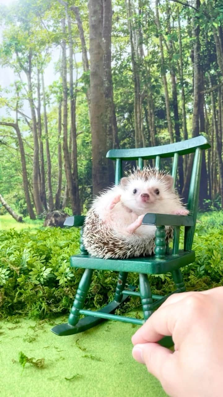 ダーシーのインスタグラム：「Chilling in the forest🌳✨」
