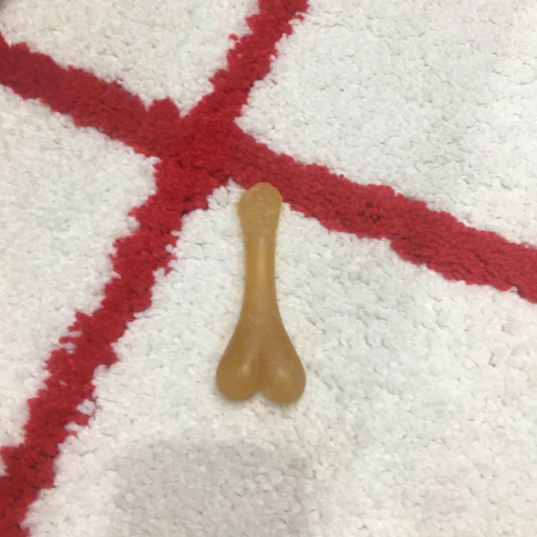 HALFBYのインスタグラム：「とうもろこし味の骨ガムを卑猥な形まで噛んでピーピーお腹壊して一日中スネてました🐕」