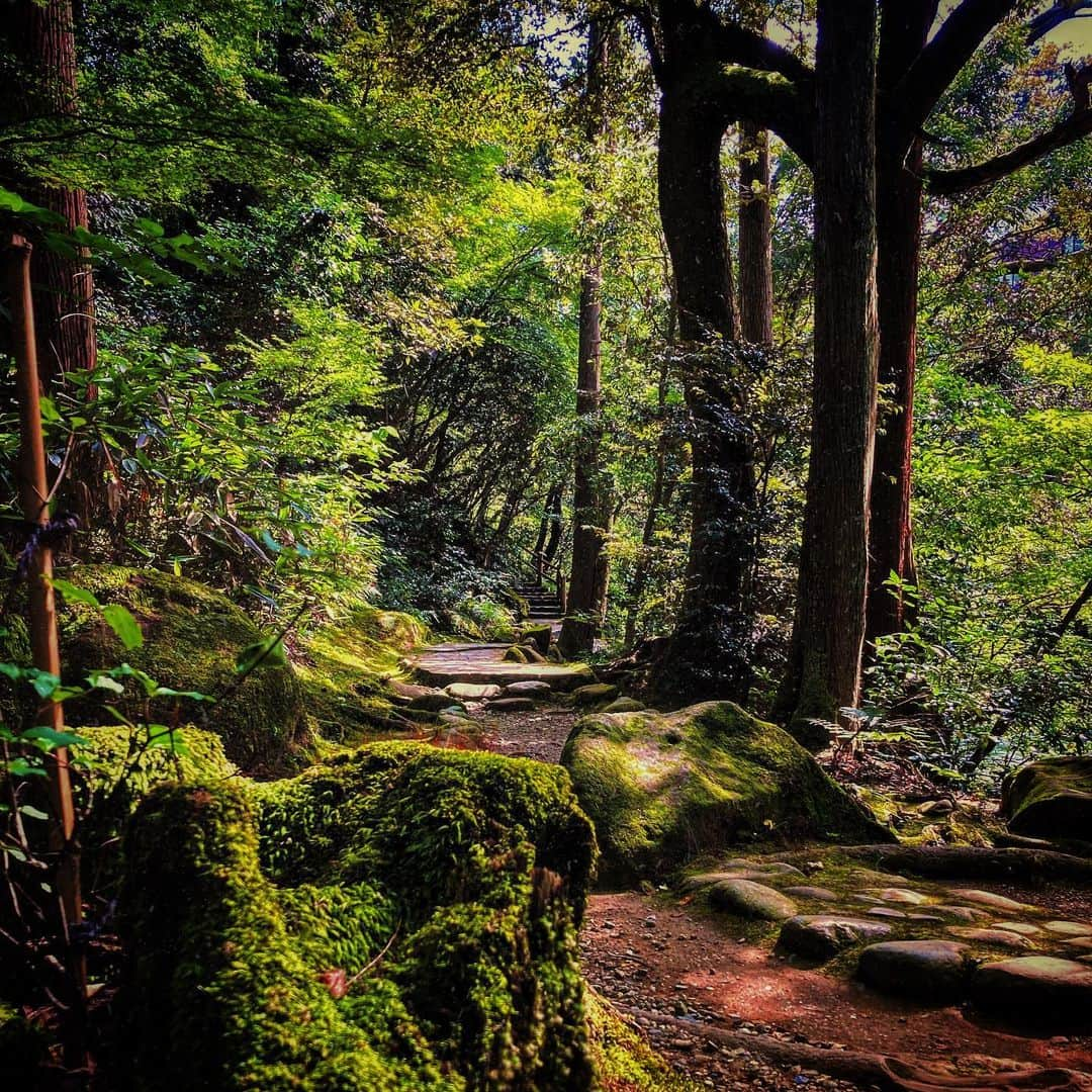 西田一紀のインスタグラム：「零密。  #かずさんぽ」