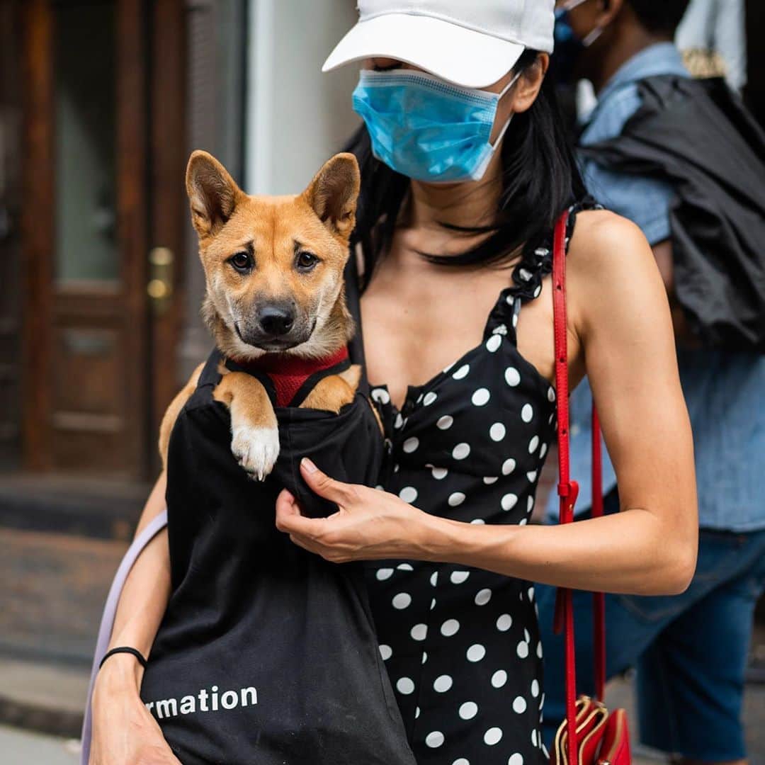 The Dogistさんのインスタグラム写真 - (The DogistInstagram)「Mina, Shiba Inu (4 m/o), Houston & W Broadway, New York, NY • “Her favorite is McDonald’s. She knows where McDonald’s and Popeyes are. They’re special treats.”」8月19日 23時14分 - thedogist