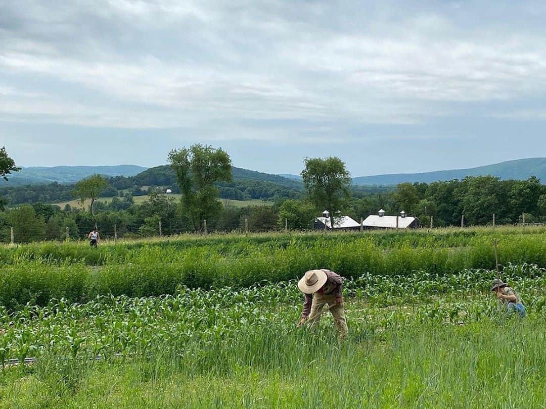 のインスタグラム：「Join Dan Colen, artist and founder of Sky High Farm, and Jon Gray, cofounder of Ghetto Gastro, for a conversation on regenerative farming and food justice tomorrow at 8pm EDT.   Moderated by Patagonia environmental coordinator Rebecca Goodstein, the pair will discuss the intersections between regenerative organic agriculture farming, food justice, art, and the COVID-19 pandemic. Follow the link in our bio to register. __________ #DanColen @skyhighfarmhudsonvalley @ghettogastro @patagonia Sky High Farm, Columbia County, New York」