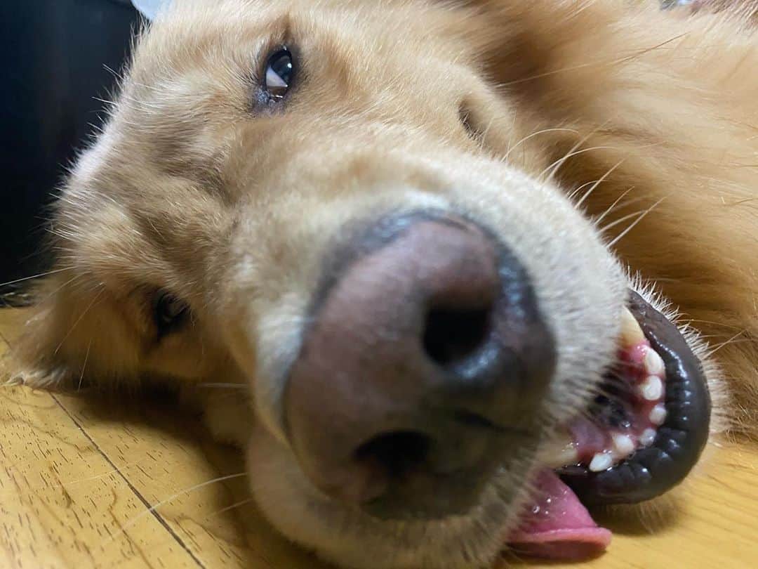 ハルカ・スティングレイのインスタグラム：「. じゃむ🐶 . #いぬすたぐらむ #いぬのいる暮らし #ゴールデンレトリバー #goldenretriever #dog #l4l」