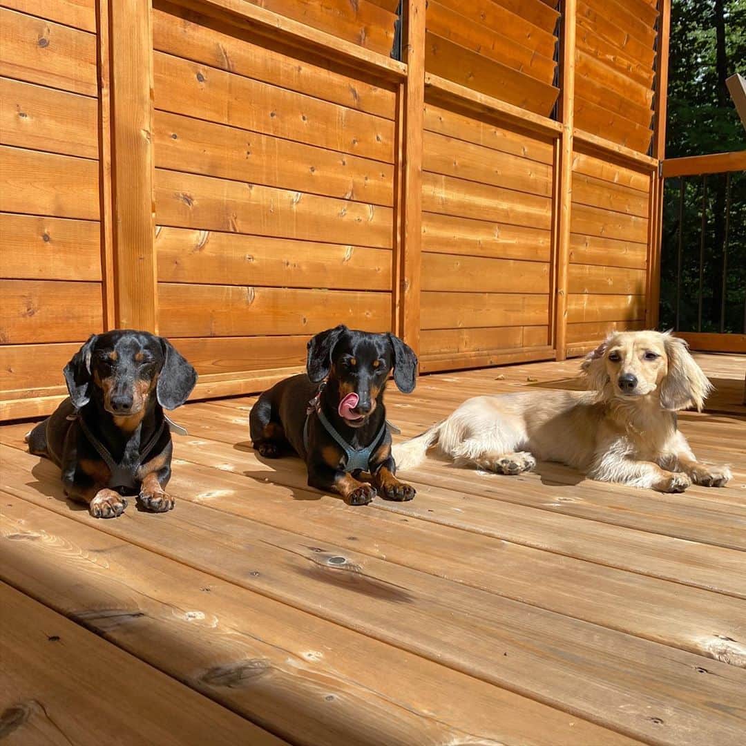 Crusoe the Celebrity Dachshundのインスタグラム：「“Enjoying the remaining summer dog days as best we can!” ~ Crusoe」