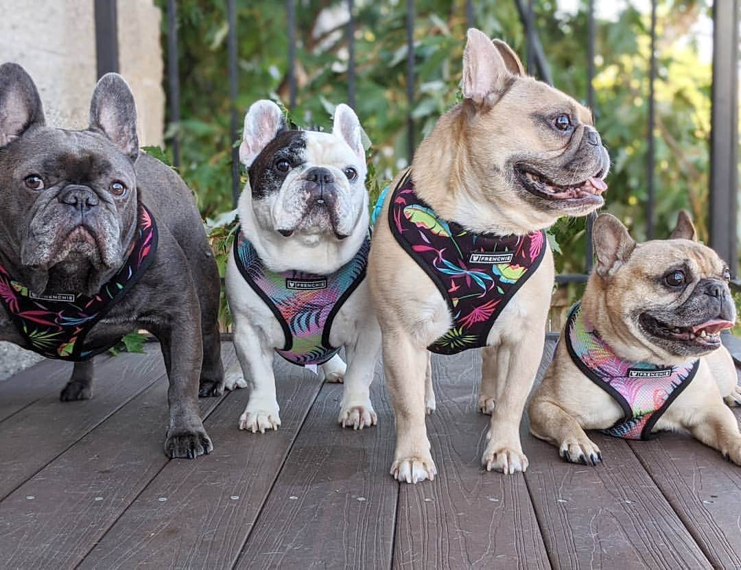 Manny The Frenchieのインスタグラム：「The gang's all here! 😊 . . Harnesses by @frenchie_bulldog」