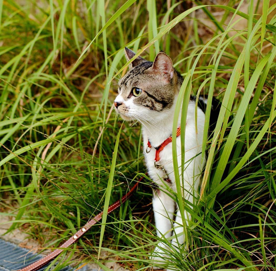 ネコのリキさんのインスタグラム写真 - (ネコのリキInstagram)「６年前のリキちゃん（2014年9月） この頃は地面とか草むら歩きまくってたねw  YouTubeでお出掛け動画色々見れるよ 再生リスト『猫とおでかけ』にいっぱい動画あります。  #懐かしい写真 #猫と散歩 #猫とおでかけ #リキちゃん #猫写真 #キジトラ #キジ猫 #キジ白 #猫のリキちゃん #リキちゃんねる #猫 #ねこ #ねこ部 #にゃんすたぐらむ #にゃんこ #にゃんだふるライフ #ふわもこ部 #ネコ #ねこのいる生活 #YouTubeで毎日動画配信中 #リキちゃんねるで検索してね #catstagram #catstagram_japan #petstagram #instacat #meow #catoftheday #ilovemycat」8月20日 9時34分 - rikichan_mickey