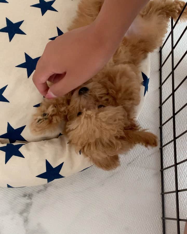原田怜奈のインスタグラム：「可愛すぎるよー💓💓 . . . . . . #愛犬　#まろん　#生後78日目　#タイニープードル」