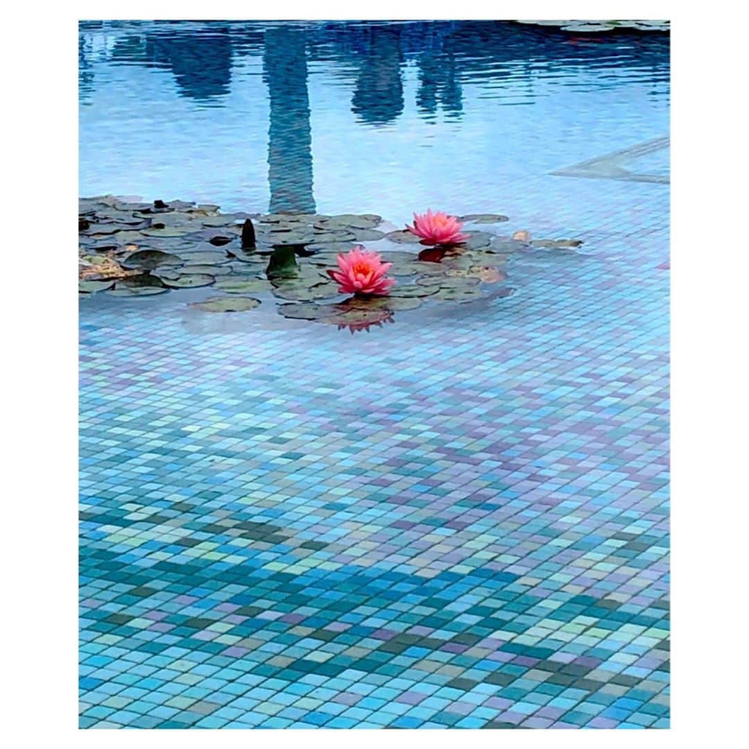 理絵さんのインスタグラム写真 - (理絵Instagram)「こちらも🌸涼やか  #食と緑の空中庭園 #flowers #flower #fiore #꽃 #花 #過去pic #過去 #tokyo #japan」8月20日 9時55分 - ____rie____
