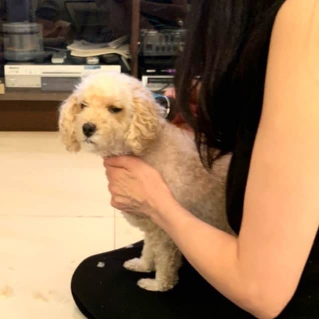 川井郁子のインスタグラム：「ちょっとお疲れ #トイプードル」