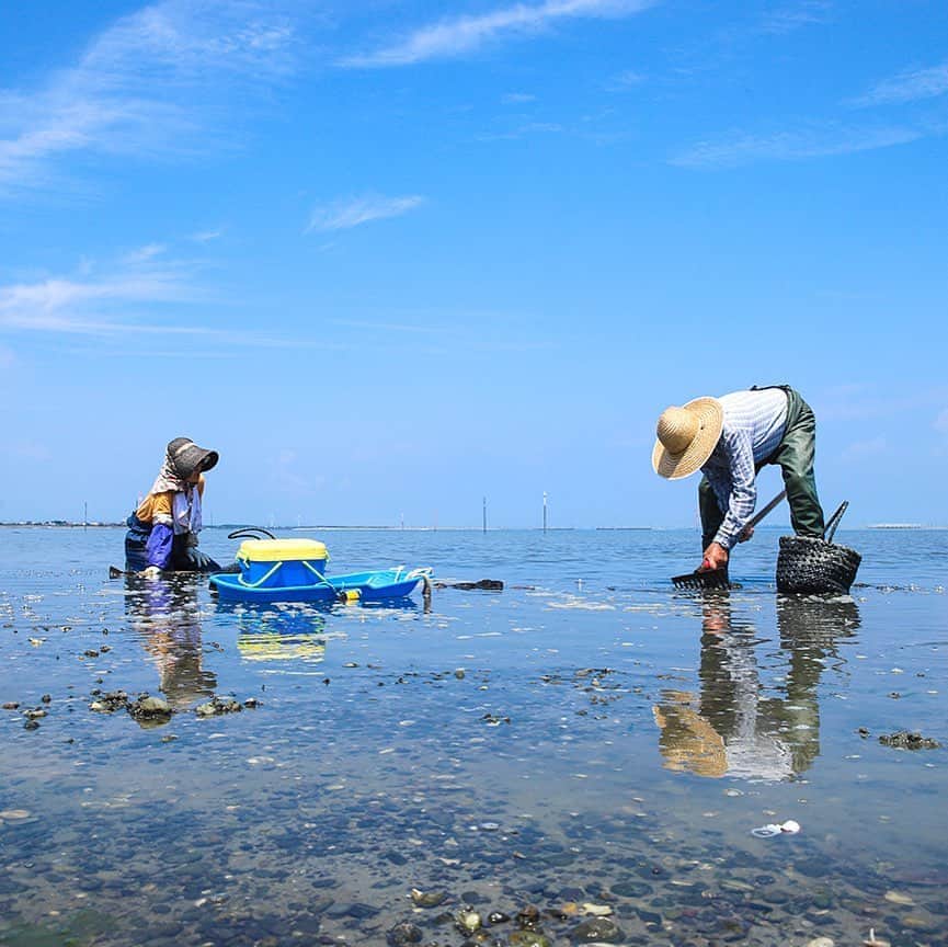 愛知県田原市さんのインスタグラム写真 - (愛知県田原市Instagram)「Let's find the treasure of the sea!! * 海の宝探しをしよう * #アサリ採り#働く姿はかっこいい#アサリ漁師 暑い中お疲れ様 #今日の晩ごはんはあさりのみそ汁！かな #麦わらぼうし かぶって 大事に#手堀り  #たくさん採れるかなぁ #穏やかな海で　#とってもいい天気 #ゆーっくり時間が過ぎてくね #たはら暮らし #渥美半島#田原市#伊良湖岬#伊良湖#赤羽根 #tahara#irago#akabane#サーフィン#surfing#田舎暮らし#日々の暮らし #休日の過ごし方#スローライフ」8月20日 10時10分 - tahara_kurashi