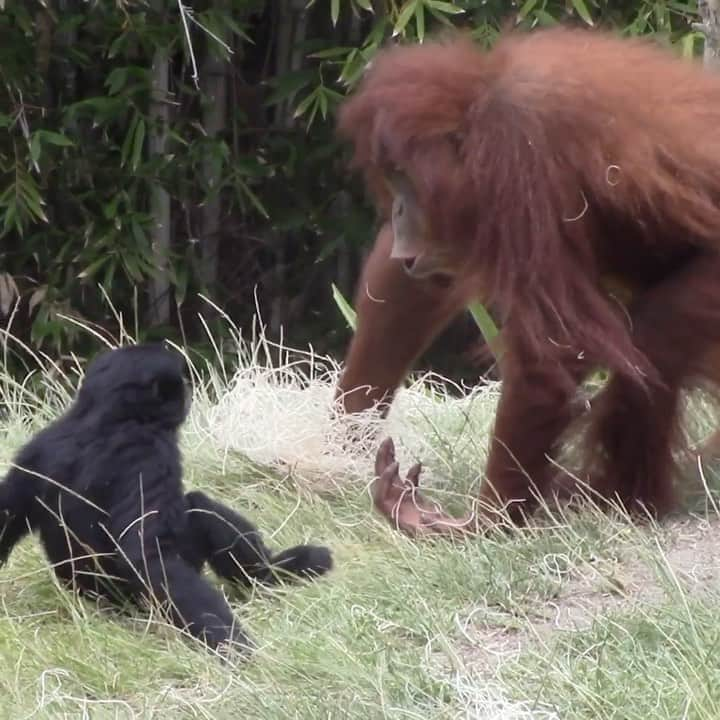 San Diego Zooのインスタグラム