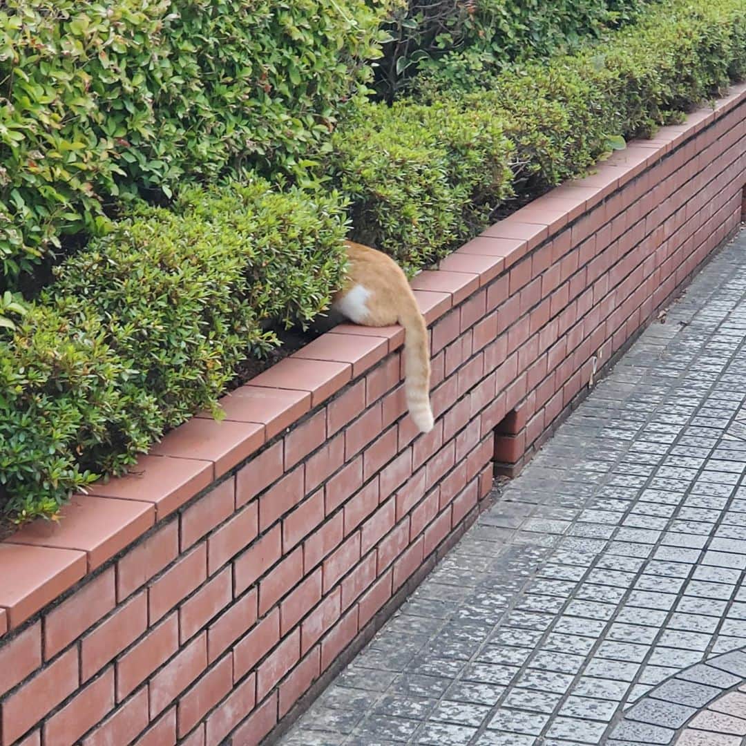 加藤ツバキさんのインスタグラム写真 - (加藤ツバキInstagram)「早朝は猫フィーバー🐱 いつもは見るだけなんだけどすりすりされたら我慢できない😂  #早朝 #散歩 #地域猫 #さくらねこ」8月20日 10時16分 - katotsuba_desu