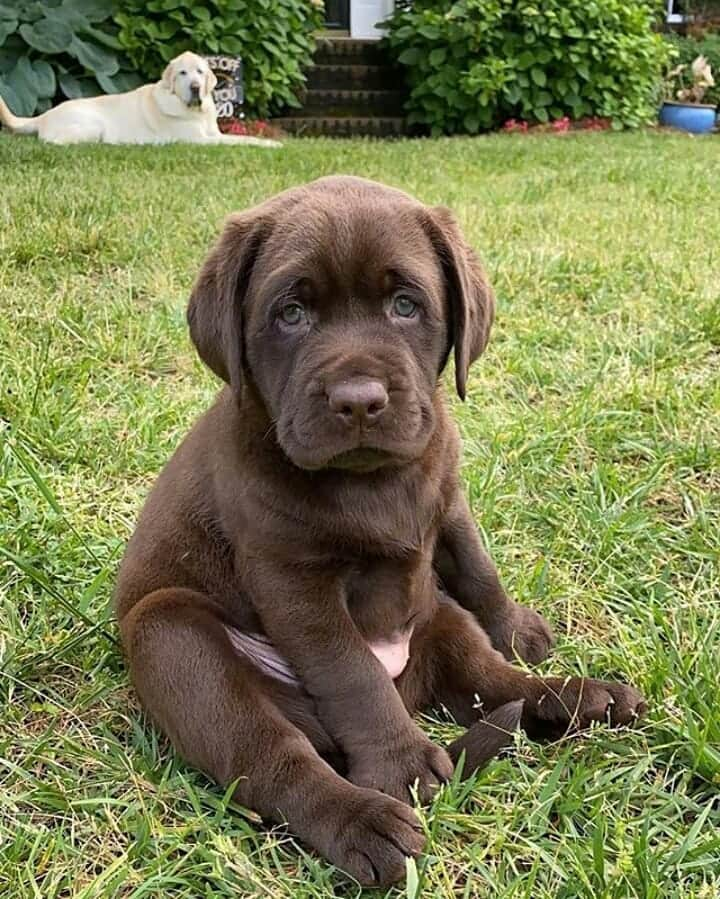 World of Labradors!さんのインスタグラム写真 - (World of Labradors!Instagram)「"When you've had too many quarantine snacks." - Breuer @chase.n.breu.labradors」8月20日 10時23分 - worldoflabs