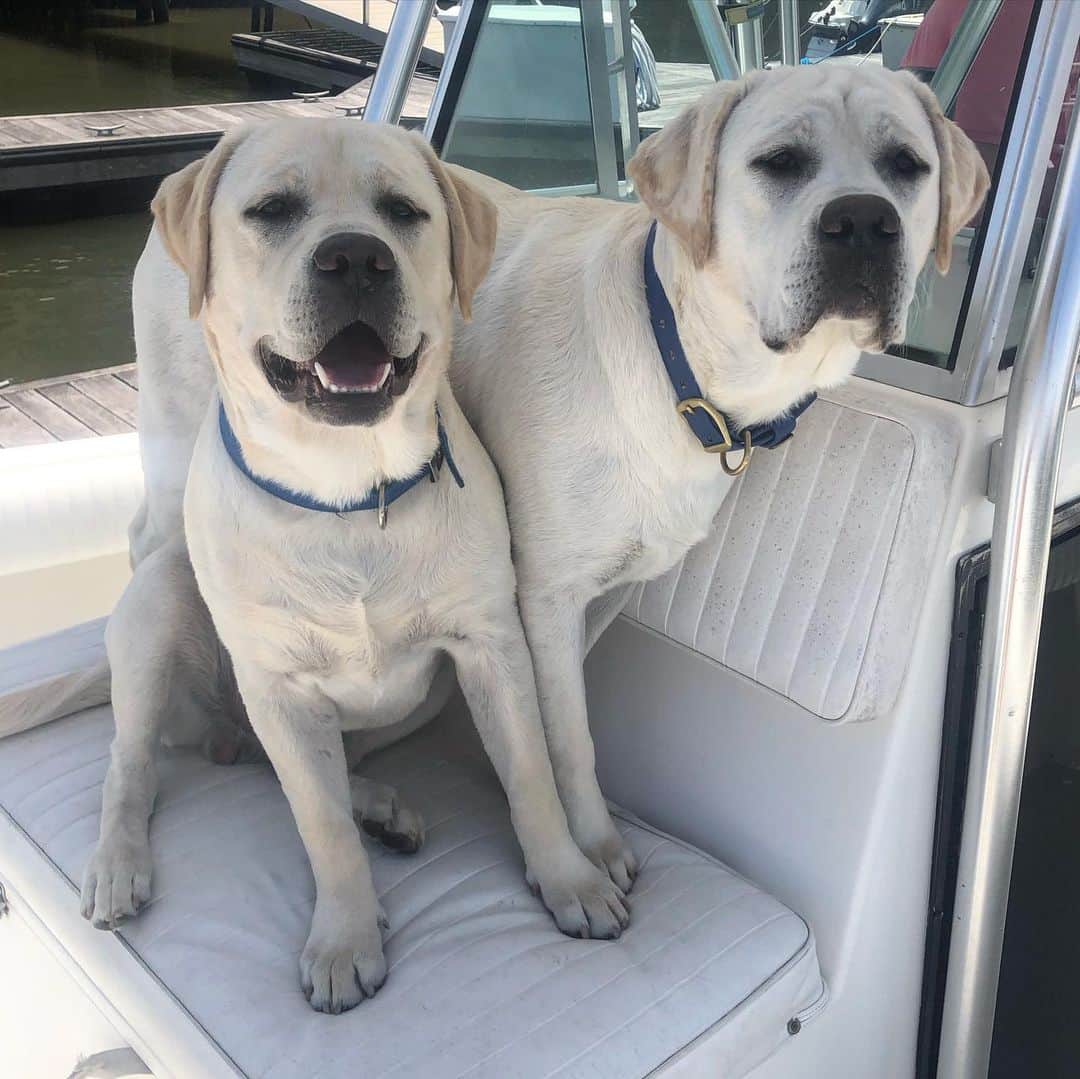 Huckのインスタグラム：「Happy 1st Birthday George and Gibbes! 🥳💙🎉🐾 . . . . . . . . . #talesofalab #yellowlabradorsofinstagram #thelablove_feature #fab_labs_ #talesofalabpuppy #labpuppiesofinstagram #labradorretriever #englishlabrador #yellowlabradors #labradorsofinstagram #labrador_class #labphotooftheday #puppiesofinstagram #happybirthday #yellowlaboftheday #worldoflabs」