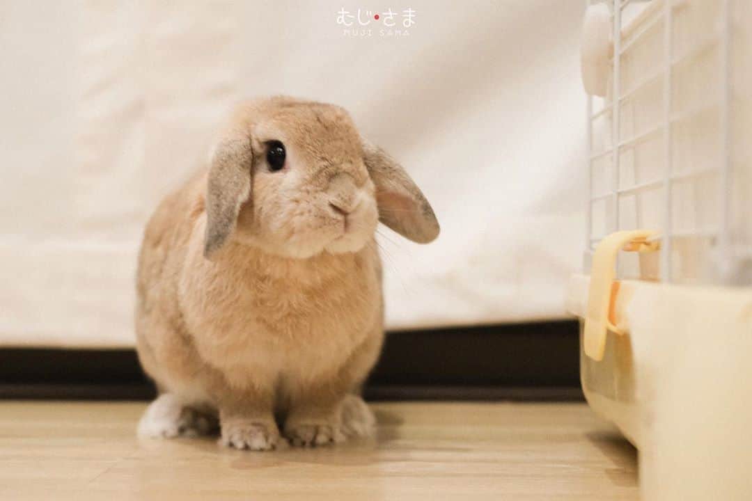 むじさまのインスタグラム
