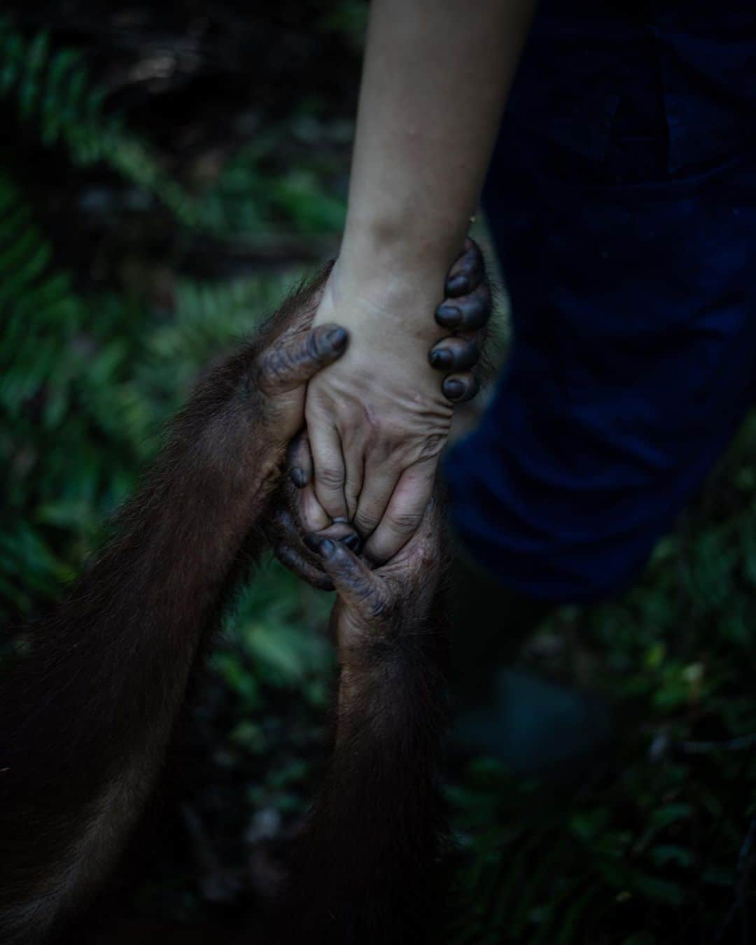 Jackson Harriesさんのインスタグラム写真 - (Jackson HarriesInstagram)「Today is World Orangutan day. 🦧  Last year I had the opportunity to travel to Borneo with @bosfoundation alongside @aliceaedy to capture the incredible work they are doing to rescue, rehabilitate and reintroduce Orangutan back into the wild.  Whilst filming with the Orangutans we always wore masks, (way before the COVID-19 pandemic) and kept a safe distance to ensure their well-being and protection.   I’m currently working on the edit of the short film we shot and can’t wait to share it soon. If you want to support Orangutans in anyway, please consider supporting or following @bosfoundation. The work they do is tireless and so vitally important! 🦧 ❤️  Photos by @aliceaedy 📷」8月20日 2時57分 - jackharries