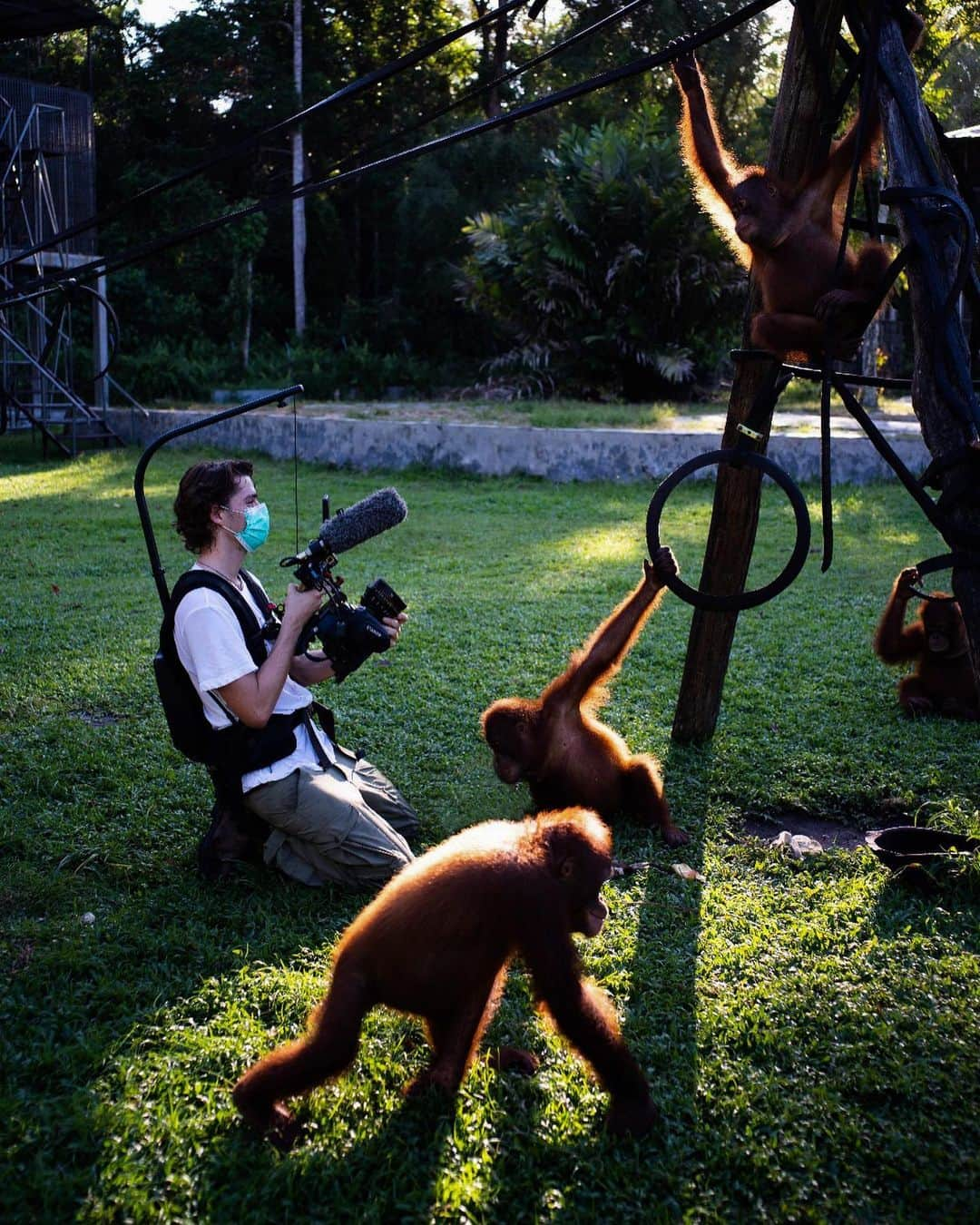 Jackson Harriesさんのインスタグラム写真 - (Jackson HarriesInstagram)「Today is World Orangutan day. 🦧  Last year I had the opportunity to travel to Borneo with @bosfoundation alongside @aliceaedy to capture the incredible work they are doing to rescue, rehabilitate and reintroduce Orangutan back into the wild.  Whilst filming with the Orangutans we always wore masks, (way before the COVID-19 pandemic) and kept a safe distance to ensure their well-being and protection.   I’m currently working on the edit of the short film we shot and can’t wait to share it soon. If you want to support Orangutans in anyway, please consider supporting or following @bosfoundation. The work they do is tireless and so vitally important! 🦧 ❤️  Photos by @aliceaedy 📷」8月20日 2時57分 - jackharries