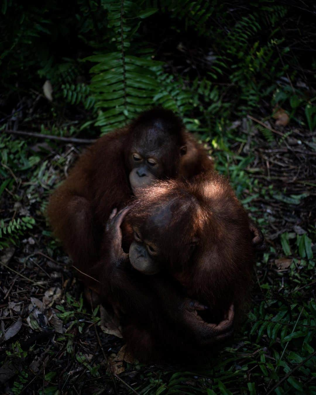 Jackson Harriesさんのインスタグラム写真 - (Jackson HarriesInstagram)「Today is World Orangutan day. 🦧  Last year I had the opportunity to travel to Borneo with @bosfoundation alongside @aliceaedy to capture the incredible work they are doing to rescue, rehabilitate and reintroduce Orangutan back into the wild.  Whilst filming with the Orangutans we always wore masks, (way before the COVID-19 pandemic) and kept a safe distance to ensure their well-being and protection.   I’m currently working on the edit of the short film we shot and can’t wait to share it soon. If you want to support Orangutans in anyway, please consider supporting or following @bosfoundation. The work they do is tireless and so vitally important! 🦧 ❤️  Photos by @aliceaedy 📷」8月20日 2時57分 - jackharries