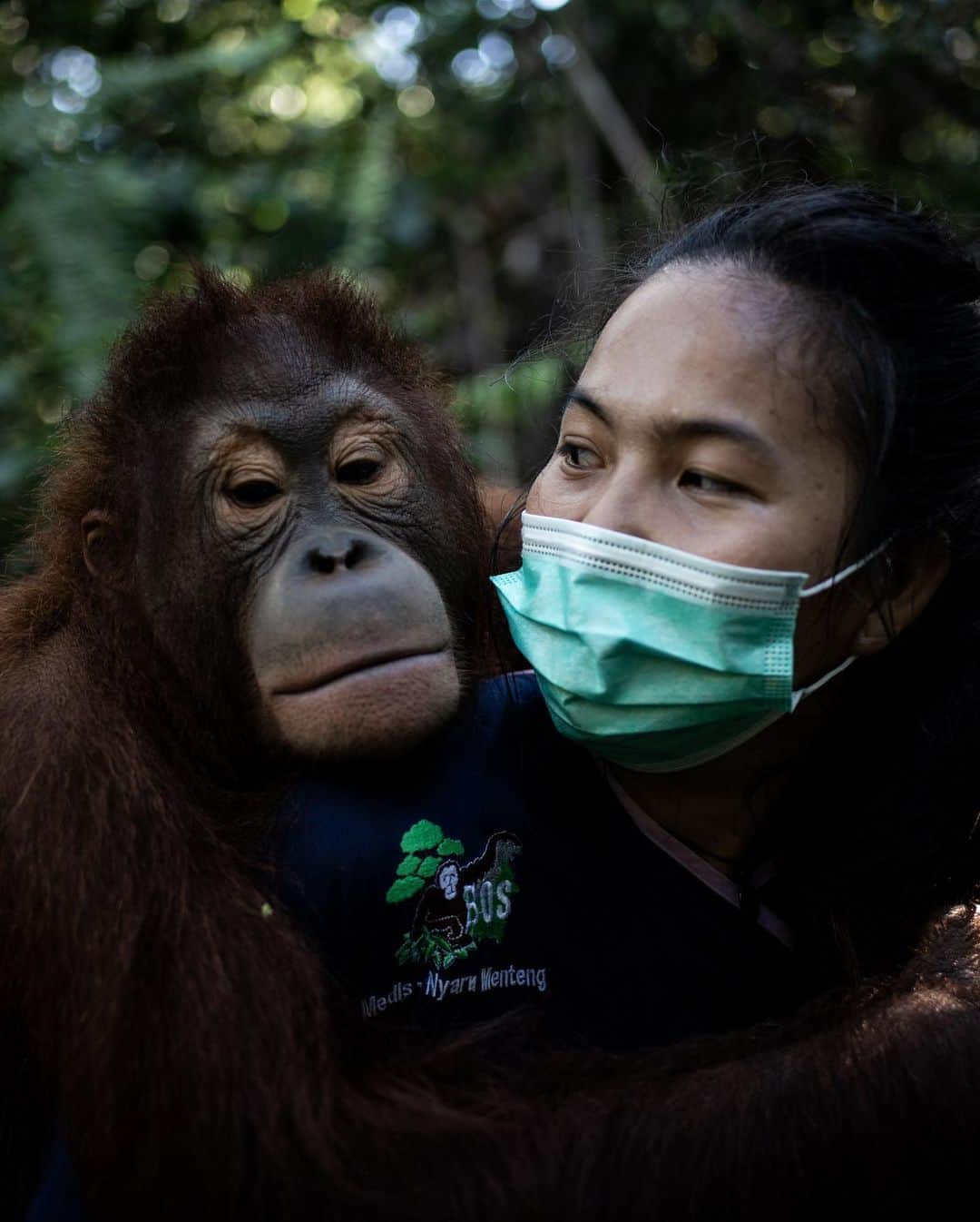 Jackson Harriesさんのインスタグラム写真 - (Jackson HarriesInstagram)「Today is World Orangutan day. 🦧  Last year I had the opportunity to travel to Borneo with @bosfoundation alongside @aliceaedy to capture the incredible work they are doing to rescue, rehabilitate and reintroduce Orangutan back into the wild.  Whilst filming with the Orangutans we always wore masks, (way before the COVID-19 pandemic) and kept a safe distance to ensure their well-being and protection.   I’m currently working on the edit of the short film we shot and can’t wait to share it soon. If you want to support Orangutans in anyway, please consider supporting or following @bosfoundation. The work they do is tireless and so vitally important! 🦧 ❤️  Photos by @aliceaedy 📷」8月20日 2時57分 - jackharries