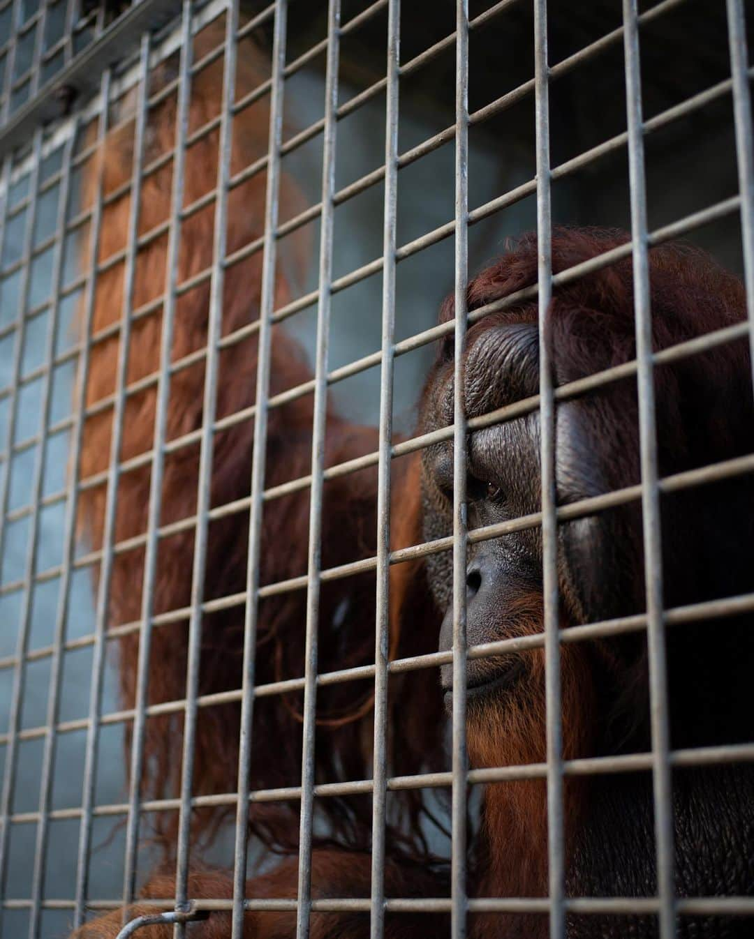 Jackson Harriesさんのインスタグラム写真 - (Jackson HarriesInstagram)「Today is World Orangutan day. 🦧  Last year I had the opportunity to travel to Borneo with @bosfoundation alongside @aliceaedy to capture the incredible work they are doing to rescue, rehabilitate and reintroduce Orangutan back into the wild.  Whilst filming with the Orangutans we always wore masks, (way before the COVID-19 pandemic) and kept a safe distance to ensure their well-being and protection.   I’m currently working on the edit of the short film we shot and can’t wait to share it soon. If you want to support Orangutans in anyway, please consider supporting or following @bosfoundation. The work they do is tireless and so vitally important! 🦧 ❤️  Photos by @aliceaedy 📷」8月20日 2時57分 - jackharries