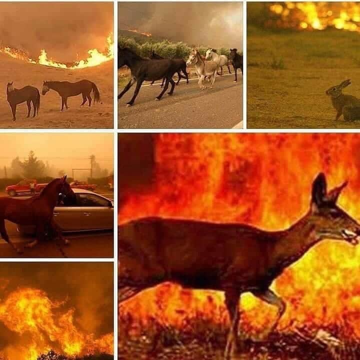 ティモシー・サイクスさんのインスタグラム写真 - (ティモシー・サイクスInstagram)「BREAKING NEWS: Repost from @karmagawa California Governor Gavin Newsom declared a state of emergency after high temperatures, dry conditions and lightning sparked several wildfires throughout Northern California, which is now battling 30 wildfires. Thousands of families were ordered to evacuate over wildfires, with firefighters going door-to-door in Vacaville. Please share this to help spread awareness about this and make sure people take proper precautions and join us in praying for the safety of all the locals and animals in the area. Also, let’s all thank the brave firefighters who risk their lives around the clock to put out these fires and protect those in their path! #wildfire #prayforcalifornia #firefighter #climateemergency #firefighters #staysafe #karmagawa」8月20日 2時59分 - timothysykes