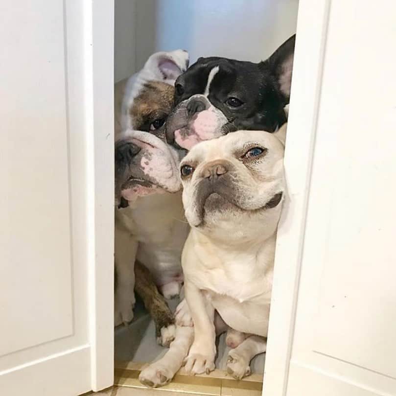 Bodhi & Butters & Bubbahさんのインスタグラム写真 - (Bodhi & Butters & BubbahInstagram)「Me n my frenz waitin to get outta quarantine like... ❕❕❕ Tag ur quarantine crew 🐶  🐶 @3bulldogges   #bulldogstuff #bulldogstuffbesties #bulldog #bulldogsofig #squishyfacecrew #englishbulldog #frenchbulldog #bulldogpuppy #bulldogpuppies  #weeklyfluff #dogsofinstagram #igbulldogs #bulldoglife #bulldogs #bulldoglove #puppy #puppies  #puppylove #puppiesmakemehappy #govegan #vegandog #2020vision」8月20日 3時41分 - keonistuff